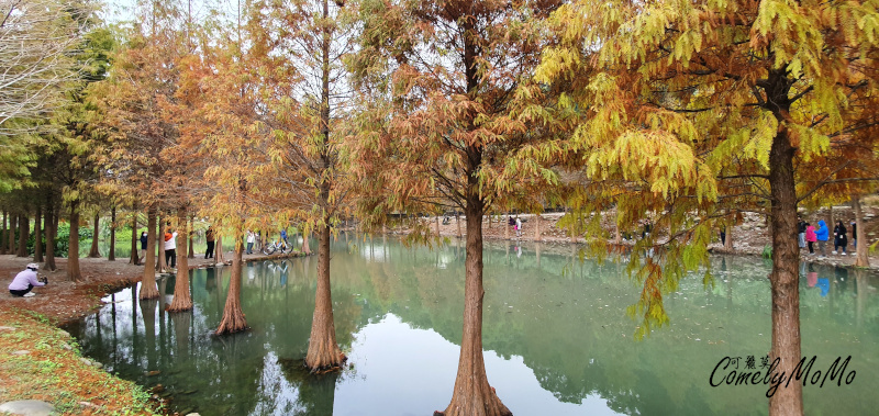 Read more about the article 山豬湖生態親水園區【桃園景點】月眉人工濕地生態公園*秋天熱門落羽松*大溪老街附近景點