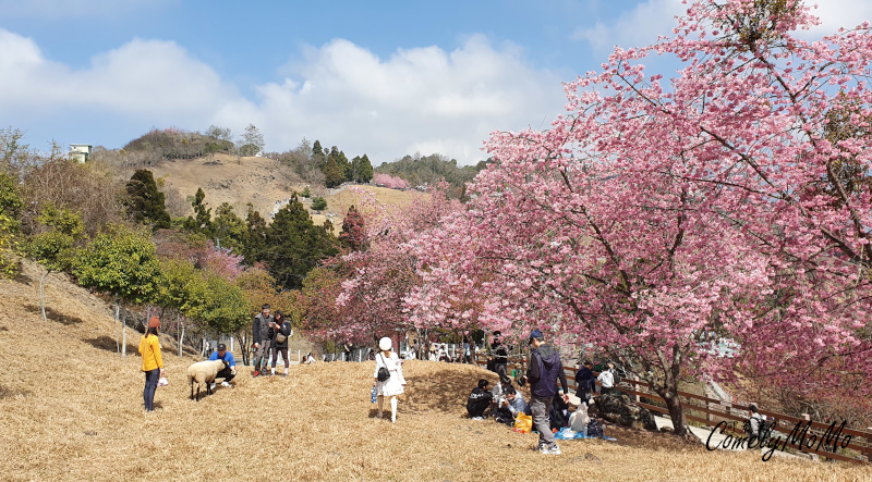 You are currently viewing 【全台10大熱門櫻花景點】最佳賞景時間、地點、門票、交通停車資訊、不容錯過的賞櫻美景!