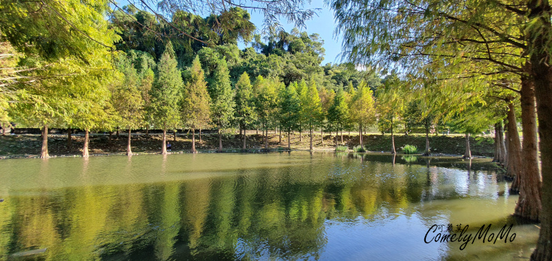 大溪月眉人工濕地公園-落羽松